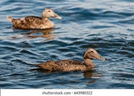 Attēlu rezultāti vaicājumam “Somateria mollissima juvenile”