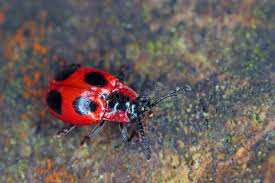 Attēlu rezultāti vaicājumam “Endomychus coccineus”