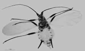 Attēlu rezultāti vaicājumam “Uroleucon hypochoeridis”