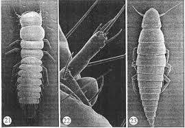 Attēlu rezultāti vaicājumam “Meloe sp. imago”
