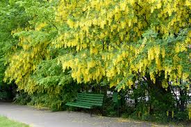 Attēlu rezultāti vaicājumam “Laburnum”