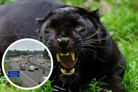 Image result for Swindon Panthers