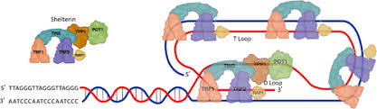 Image result for the end of the t-loop structure