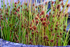 Attēlu rezultāti vaicājumam “Carex limosa”