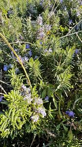 Attēlu rezultāti vaicājumam “Lobeliaceae”