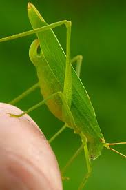 Attēlu rezultāti vaicājumam “Phaneroptera falcata”