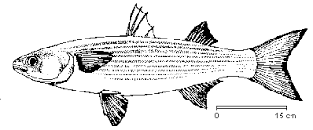 Image result for Liza ramada