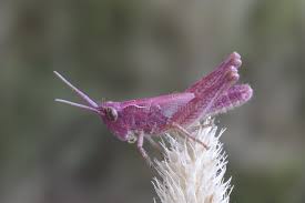 Attēlu rezultāti vaicājumam “Chrysochraon dispar”