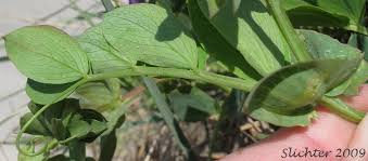 Attēlu rezultāti vaicājumam “Lathyrus japonicus subsp. maritimus fruit”