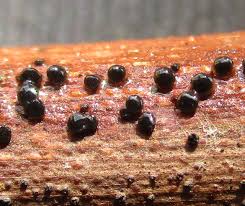 Attēlu rezultāti vaicājumam “Symphytocarpus trechisporus sessile”