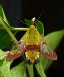 Attēlu rezultāti vaicājumam “Hemaris fuciformis”