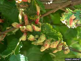 Attēlu rezultāti vaicājumam “Tetraneura ulmi”