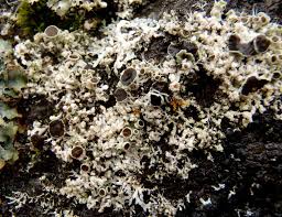 Attēlu rezultāti vaicājumam “Physcia tenella”