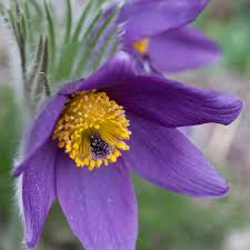 Image result for Pulsatilla