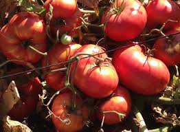 Afbeeldingsresultaat voor earl faux tomato