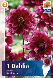 Image result for Dahlia Darkarin`