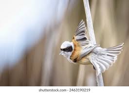 Attēlu rezultāti vaicājumam “Remiz pendulinus adult”