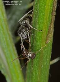 Attēlu rezultāti vaicājumam “Formicidae”