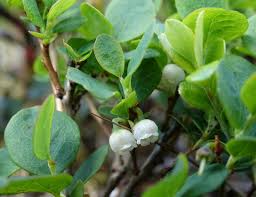 Attēlu rezultāti vaicājumam “Vaccinium uliginosum bud”