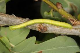 Attēlu rezultāti vaicājumam “Chloroclysta siterata”