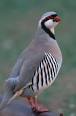 chukar2sm.jpg