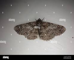 Attēlu rezultāti vaicājumam “Cleora cinctaria”