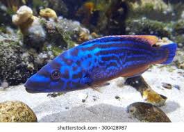 Image result for Labrus mixtus