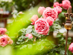 Image result for Rosengewächse