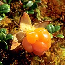 Attēlu rezultāti vaicājumam “Rubus chamaemorus fruit”