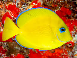 Image result for Acanthurus coeruleus