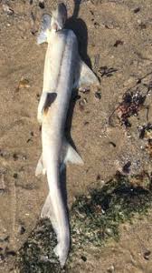 Image result for Mustelus palumbes