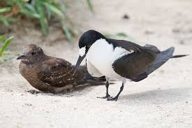 Image result for Onychoprion fuscatus