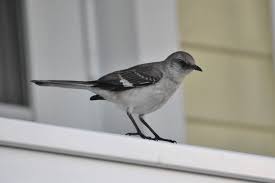 Image result for Mimus polyglottos