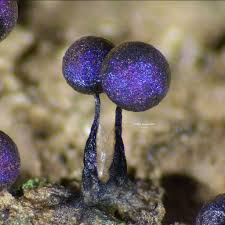 Attēlu rezultāti vaicājumam “Lamproderma arcyrioides stalked”