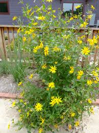 Attēlu rezultāti vaicājumam “Helianthus tuberosus flower”