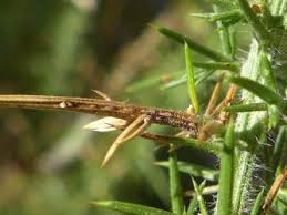 Attēlu rezultāti vaicājumam “Uromyces dactylidis”