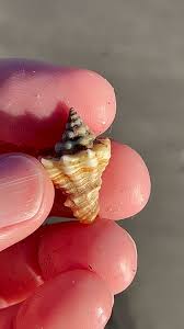 Attēlu rezultāti vaicājumam “Scardia boletella”