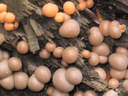 Attēlu rezultāti vaicājumam “Lycogala leopardinum young”