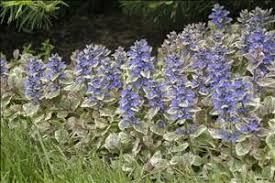 Attēlu rezultāti vaicājumam “Ajuga reptans bud”