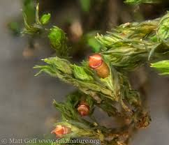 Attēlu rezultāti vaicājumam “Schistidium apocarpum sporophyte”