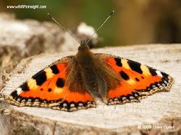 Image result for Small Tortoiseshell