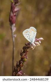 Attēlu rezultāti vaicājumam “Polyommatinae”