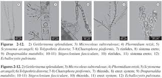 Attēlu rezultāti vaicājumam “Chaetophora pisiformis”