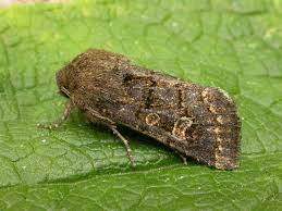 Attēlu rezultāti vaicājumam “Tholera cespitis”