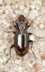 Attēlu rezultāti vaicājumam “Notiophilus germinyi”