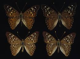 Image result for Papilionoidea