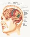<b>ENFERMEDADES</b> DEL <b>SISTEMA</b>