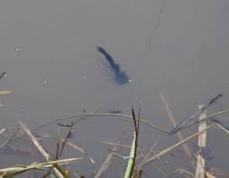 Image result for Taunton Angling Association