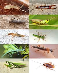 Attēlu rezultāti vaicājumam “Orthoptera”