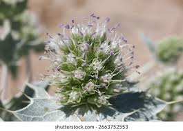 Attēlu rezultāti vaicājumam “Eryngium maritimum”